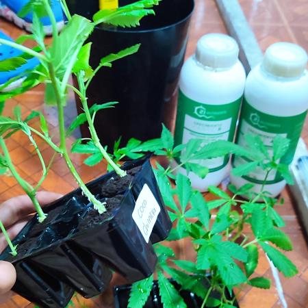 Cultivando con C21 Nutrients