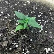 First Grow | Super Lemon Haze