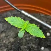 First Grow | Super Lemon Haze