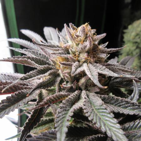 Grapefruit Organic Grow