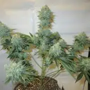 Apollo 11 x Grimm Glue Cross