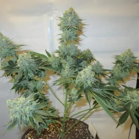 Apollo 11 x Grimm Glue Cross