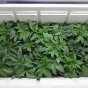 Apollo 11 x Grimm Glue Cross