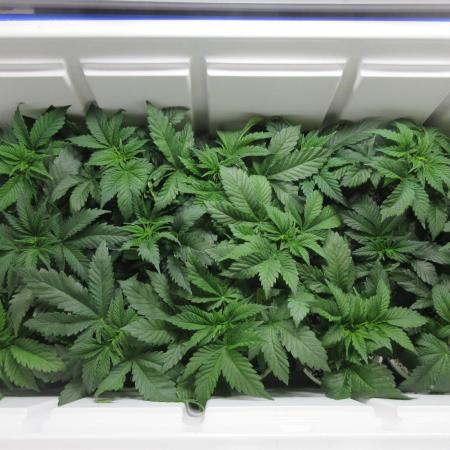 Apollo 11 x Grimm Glue Cross