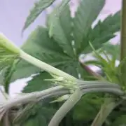 Apollo 11 x Grimm Glue Cross