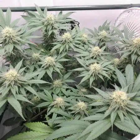 SENSI Sweet Cherry Kush-Time Lapse