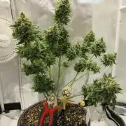 Apollo 11 x Grimm Glue Cross