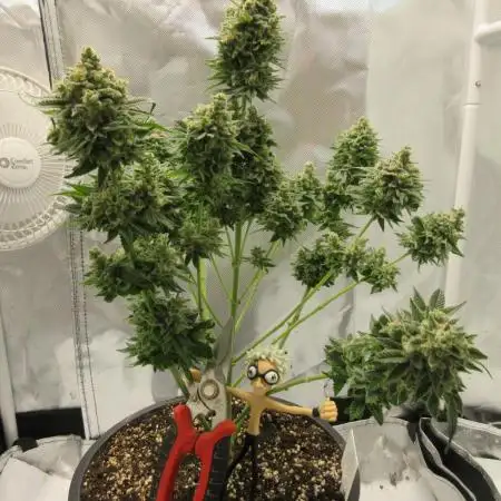 Apollo 11 x Grimm Glue Cross