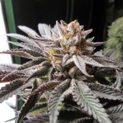 Grapefruit Organic Grow