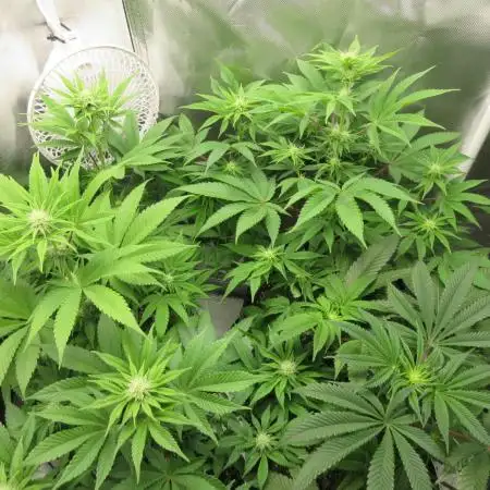 Apollo 11 x Grimm Glue Cross