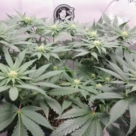 SENSI Sweet Cherry Kush-Time Lapse