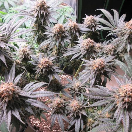 SENSI Sweet Cherry Kush-Time Lapse