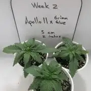 Apollo 11 x Grimm Glue Cross