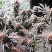 SENSI Sweet Cherry Kush-Time Lapse