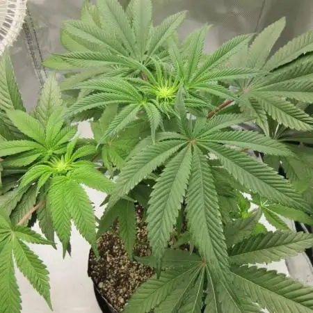 Grapefruit Grow