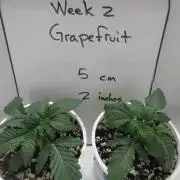Grapefruit Grow