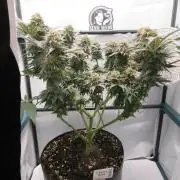 SENSI Sweet Cherry Kush-Time Lapse