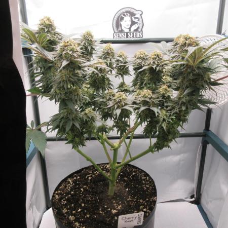 SENSI Sweet Cherry Kush-Time Lapse