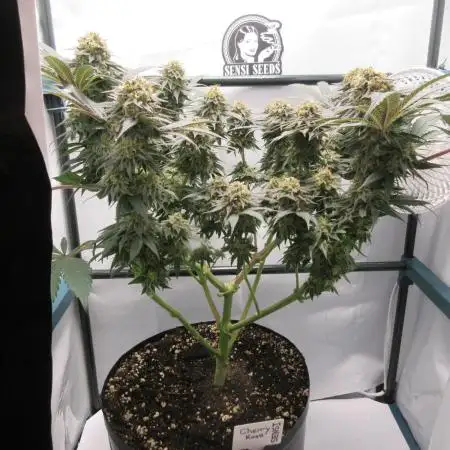 SENSI Sweet Cherry Kush-Time Lapse