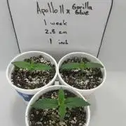 Apollo 11 x Grimm Glue Cross