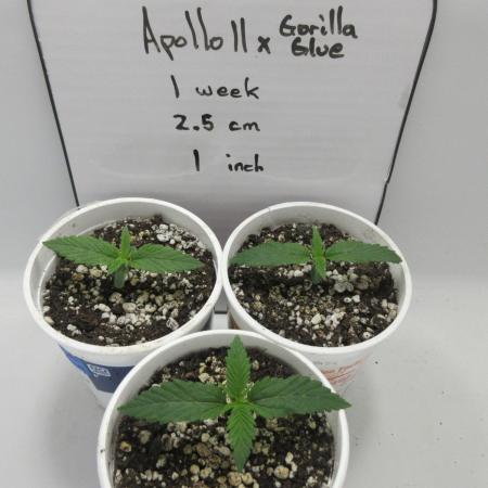 Apollo 11 x Grimm Glue Cross