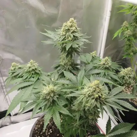 Apollo 11 x Grimm Glue Cross