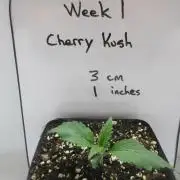 SENSI Sweet Cherry Kush-Time Lapse