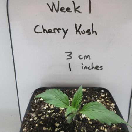 SENSI Sweet Cherry Kush-Time Lapse