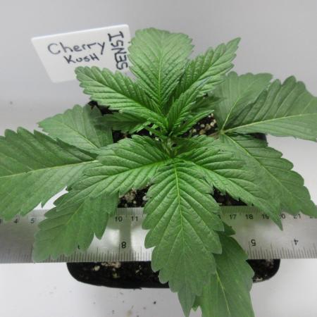 SENSI Sweet Cherry Kush-Time Lapse