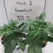 Grapefruit Grow