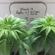 Apollo 11 x Grimm Glue Cross