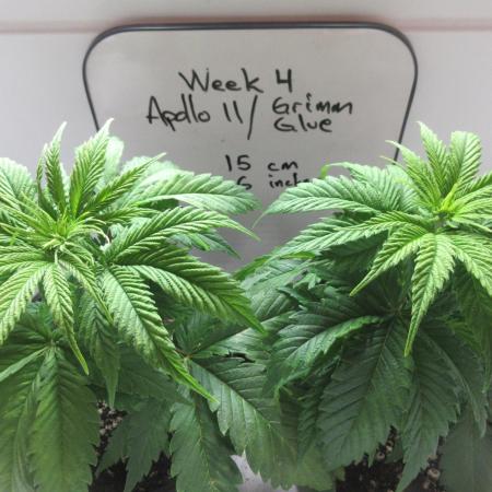 Apollo 11 x Grimm Glue Cross