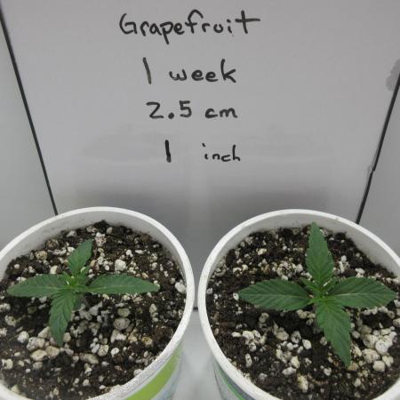 Grapefruit Grow