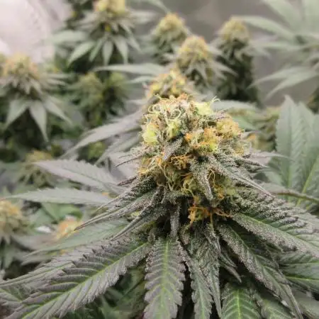 SENSI Sweet Cherry Kush-Time Lapse