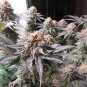 SENSI Sweet Cherry Kush-Time Lapse