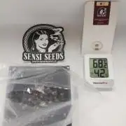 SENSI Sweet Cherry Kush-Time Lapse