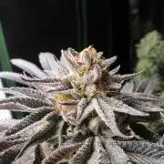 Grapefruit Grow