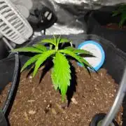 First grow