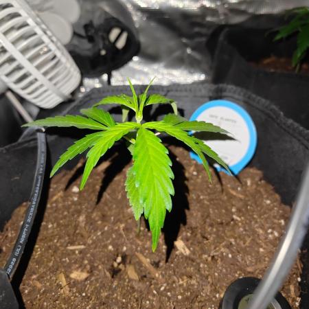 First grow
