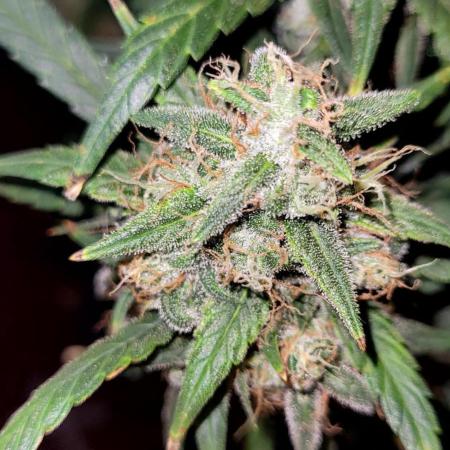 Mephisto Major Toke