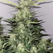 Mephisto Major Toke