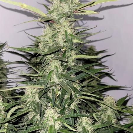 Mephisto Major Toke