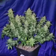 Mephisto Apollo Haze