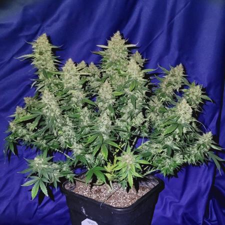 Mephisto Apollo Haze