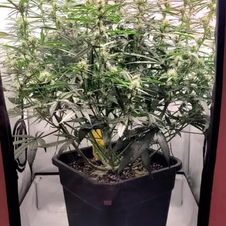 Mephisto Major Toke