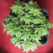 2 Round Super Skunk Automatic