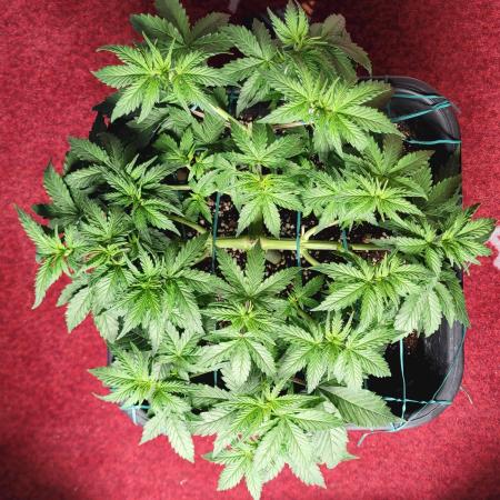 2 Round Super Skunk Automatic