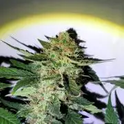 Mephisto Apollo Haze