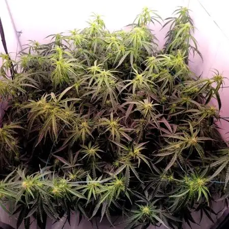 2 Round Super Skunk Automatic