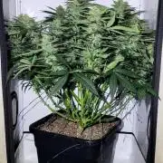 Mephisto Apollo Haze